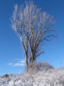 Trees%20Blue%201 (thumbnail)