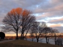 Sunset%20Trees%203 (thumbnail)