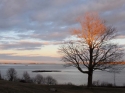 Sunset%20Trees%205 (thumbnail)