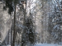 Woods%20Snow%201 (thumbnail)