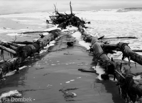 Beached%20Tree%205 (large view)