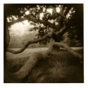 Peggy Hartzell - West Tisbury Oak