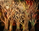 Burnt%20Forest (thumbnail)