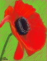 Poppy (thumbnail)