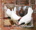 Painting--Watercolor-AnimalsChicken Coop