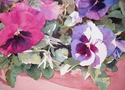 Painting--Watercolor-FloralPansies