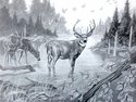 Drawing--Pencil-AnimalsChipper's Deer-preliminary drawing