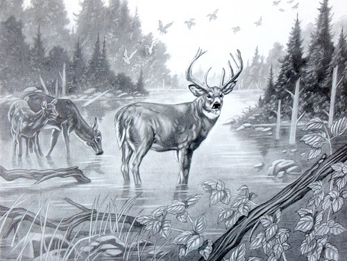 Drawing-Animals-Chipper's Deer-preliminary drawing