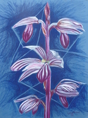 Striped%20Coralroot (thumbnail)