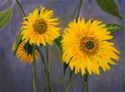 Just sunflowers