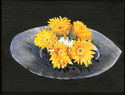 Golden Gerberas
