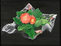 Pink Gerbera Plant