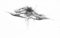 Hands Nest -  Drawing