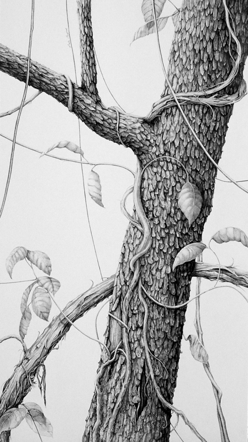 Drawing-Botanical-Looking for Up