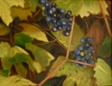Sonoma%20Valley%20Grapes (thumbnail)