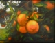 Painting--Oil-FloralFlorida Oranges