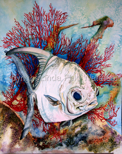 Permit with Red Fan