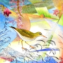 The Sandpiper's Story