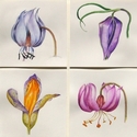 Four Botanicals