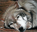 Lakota (thumbnail)