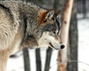 wolf,winter,photography, - Nature Photography