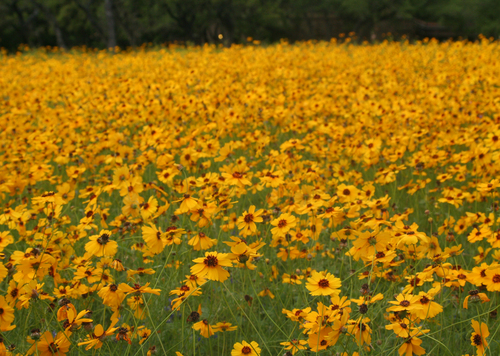 Photography-Nature-Dancing Daisies