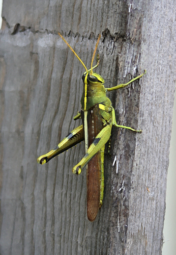 Photography-Nature-Texas Luck