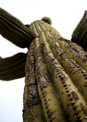 Photography-Nature-Towering Cactus
