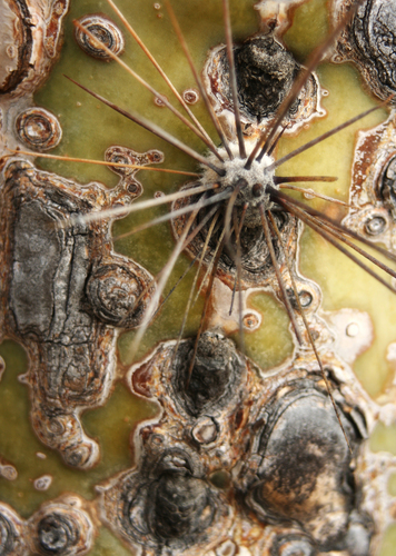 Photography-Nature-Segovia Spur