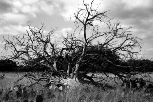 Photography-Dead Tree