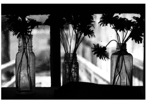 Photography-Three Flowers