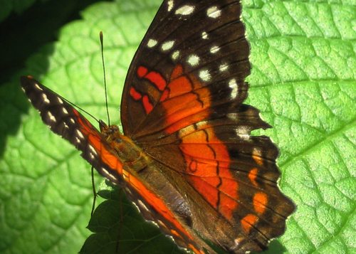 Photography-Nature-Butterfly