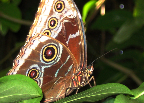 Photography-Nature-Butterfly