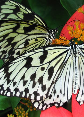 Photography-Nature-Butterfly Kisses