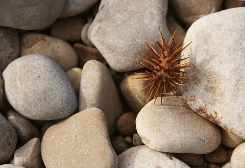 Photography-Burr