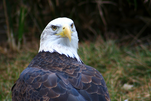 Photography-Nature-Bald Eagle