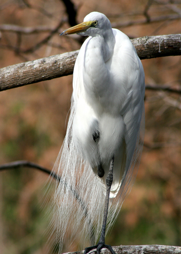 Photography-Nature-Egret