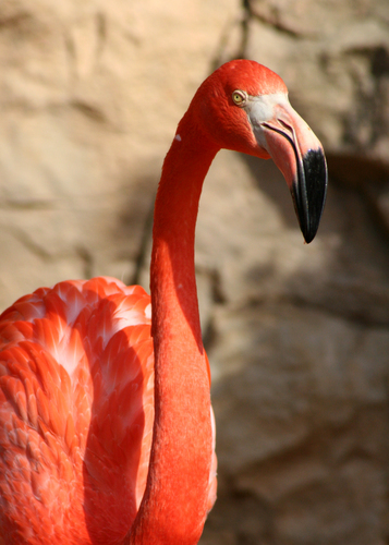 Photography-Nature-Flamingo