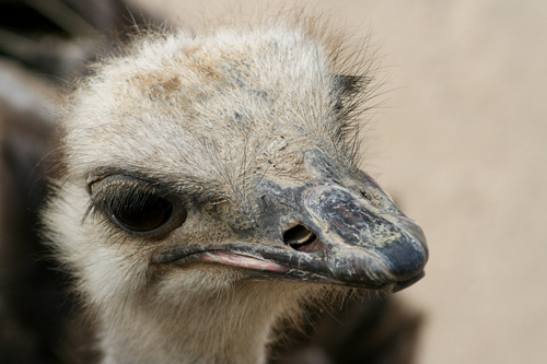 Photography-Nature-Ostrich
