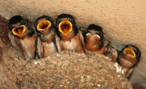 Photography-Nature-Hungry Mouths