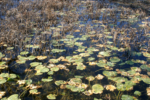 Photography-Nature-Lily Pad Landing