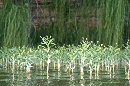 Photography-Nature-Walking On Water
