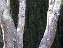 Photography--Color-NatureTree No.1