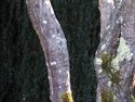 Photography--Color-NatureTree No.2