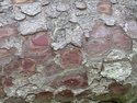 Photography--Color-NatureBark No.1