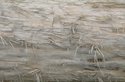 Photography--Color-NatureBark No.2