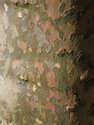 Photography--Color-NatureBark No.4