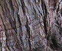Photography--Color-NatureBark No.5