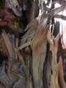 Photography--Color-NatureBark No.6