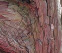 Photography--Color-NatureBark No.7
